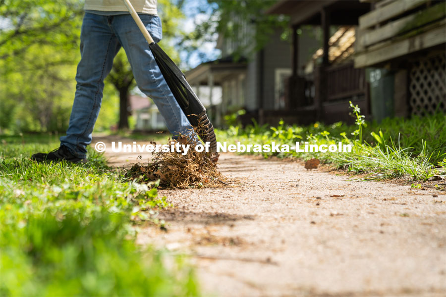 A member from Delta Phi Fraternity rakes away leaves and debris from the sidewalk for a homeowner during the Big Event. May 4, 2024. Photo by Kirk Rangel for University Communication.